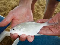 Карон быстро объяснил мне почему отводной важнее дальнего заброса