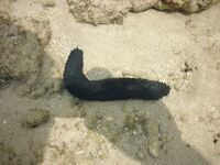 Пхукет быстро показал мне как местная мочалка обыгрывает красивую снасть