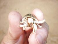 Пхукет быстро показал мне как местная мочалка обыгрывает красивую снасть