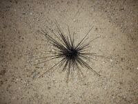 Пхукет быстро показал мне как местная мочалка обыгрывает красивую снасть