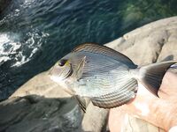 Пхукет быстро показал мне как местная мочалка обыгрывает красивую снасть