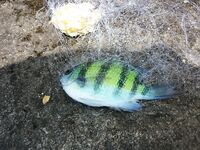 Пхукет быстро показал мне как местная мочалка обыгрывает красивую снасть