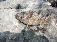 Пхукет быстро показал мне как местная мочалка обыгрывает красивую снасть