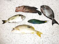 Пхукет быстро показал мне как местная мочалка обыгрывает красивую снасть