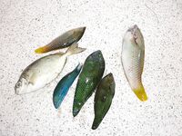 Пхукет быстро показал мне как местная мочалка обыгрывает красивую снасть