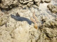 Пхукет быстро показал мне как местная мочалка обыгрывает красивую снасть