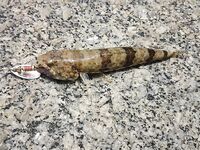 Карон быстро отучил меня бегать босиком по камням ради вечерней проводки