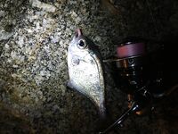 Ката Ной заставил меня везти тубус палки и полчемодана морской резины