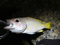 Ката Ной заставил меня везти тубус палки и полчемодана морской резины