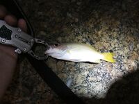 Ката Ной заставил меня везти тубус палки и полчемодана морской резины