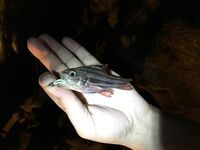 Ката Ной заставил меня везти тубус палки и полчемодана морской резины