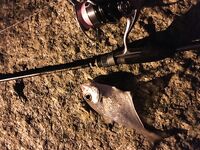 Ката Ной заставил меня везти тубус палки и полчемодана морской резины