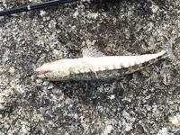 Ката Ной заставил меня везти тубус палки и полчемодана морской резины