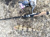 Ката Ной заставил меня везти тубус палки и полчемодана морской резины