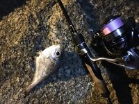 Ката Ной заставил меня везти тубус палки и полчемодана морской резины