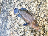 Ката Ной заставил меня везти тубус палки и полчемодана морской резины