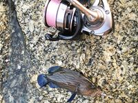 Ката Ной заставил меня везти тубус палки и полчемодана морской резины