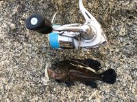 Ката Ной заставил меня везти тубус палки и полчемодана морской резины