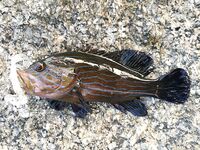 Ката Ной заставил меня везти тубус палки и полчемодана морской резины