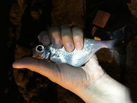 Ката Ной заставил меня везти тубус палки и полчемодана морской резины