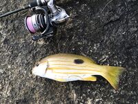 Ката Ной заставил меня везти тубус палки и полчемодана морской резины