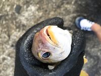 Ката Ной заставил меня везти тубус палки и полчемодана морской резины