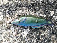 Ката Ной заставил меня везти тубус палки и полчемодана морской резины