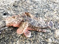 Ката Ной заставил меня везти тубус палки и полчемодана морской резины