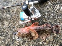 Ката Ной заставил меня везти тубус палки и полчемодана морской резины