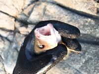 Ката Ной заставил меня везти тубус палки и полчемодана морской резины