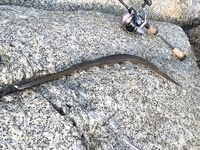 Ката Ной заставил меня везти тубус палки и полчемодана морской резины