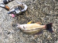 Ката Ной заставил меня везти тубус палки и полчемодана морской резины