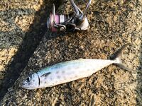 Ката Ной заставил меня везти тубус палки и полчемодана морской резины