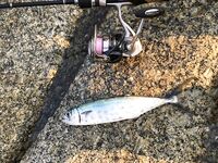 Ката Ной заставил меня везти тубус палки и полчемодана морской резины