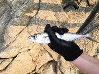 Ката Ной заставил меня везти тубус палки и полчемодана морской резины