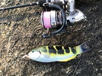 Ката Ной заставил меня везти тубус палки и полчемодана морской резины