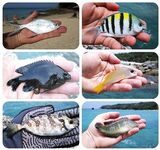 Банг Тао дал мне два схода тунца и быстро вернул на камни Сурина