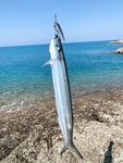 Металджиг на Пхукете дал мне torpedo scad а king mackerel выходила только в пекло