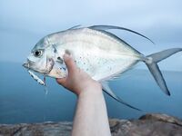 Патонг оставил мне одну интересную точку вместо длинного отчета