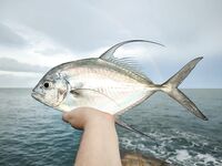 Патонг оставил мне одну интересную точку вместо длинного отчета