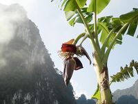 Патонг оставил мне мидию рапана и пустой вечер по кальмару