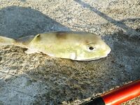 Ко-Куд оставил мне сожаление без снастей и осторожность под кокосами