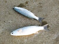 Ко-Куд оставил мне сожаление без снастей и осторожность под кокосами