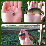 Каронское озеро с каменными кораблями оставило мне сомов и вопросы по тилапии