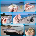 Каронское озеро с каменными кораблями оставило мне сомов и вопросы по тилапии