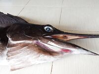 Полчаса на пирсе и узел флюра не выдержал рыбу которую я так и не увидел