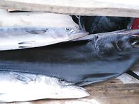 Полчаса на пирсе и узел флюра не выдержал рыбу которую я так и не увидел