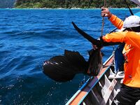 Полчаса на пирсе и узел флюра не выдержал рыбу которую я так и не увидел