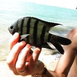 Тревел на 150 граммов заставил меня тоже захотеть такую морскую палку