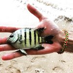 Тревел на 150 граммов заставил меня тоже захотеть такую морскую палку